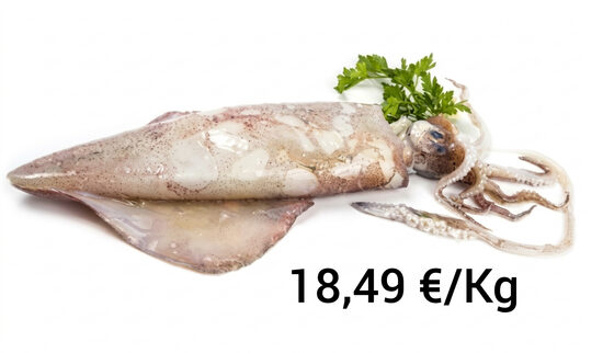 Calamar Nacional G 800/1000g Pieza 6 Kg Aprox.