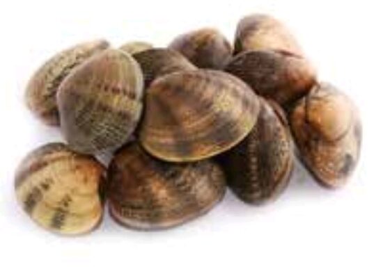 Almeja Marrón G 40/60 6×1 Kg